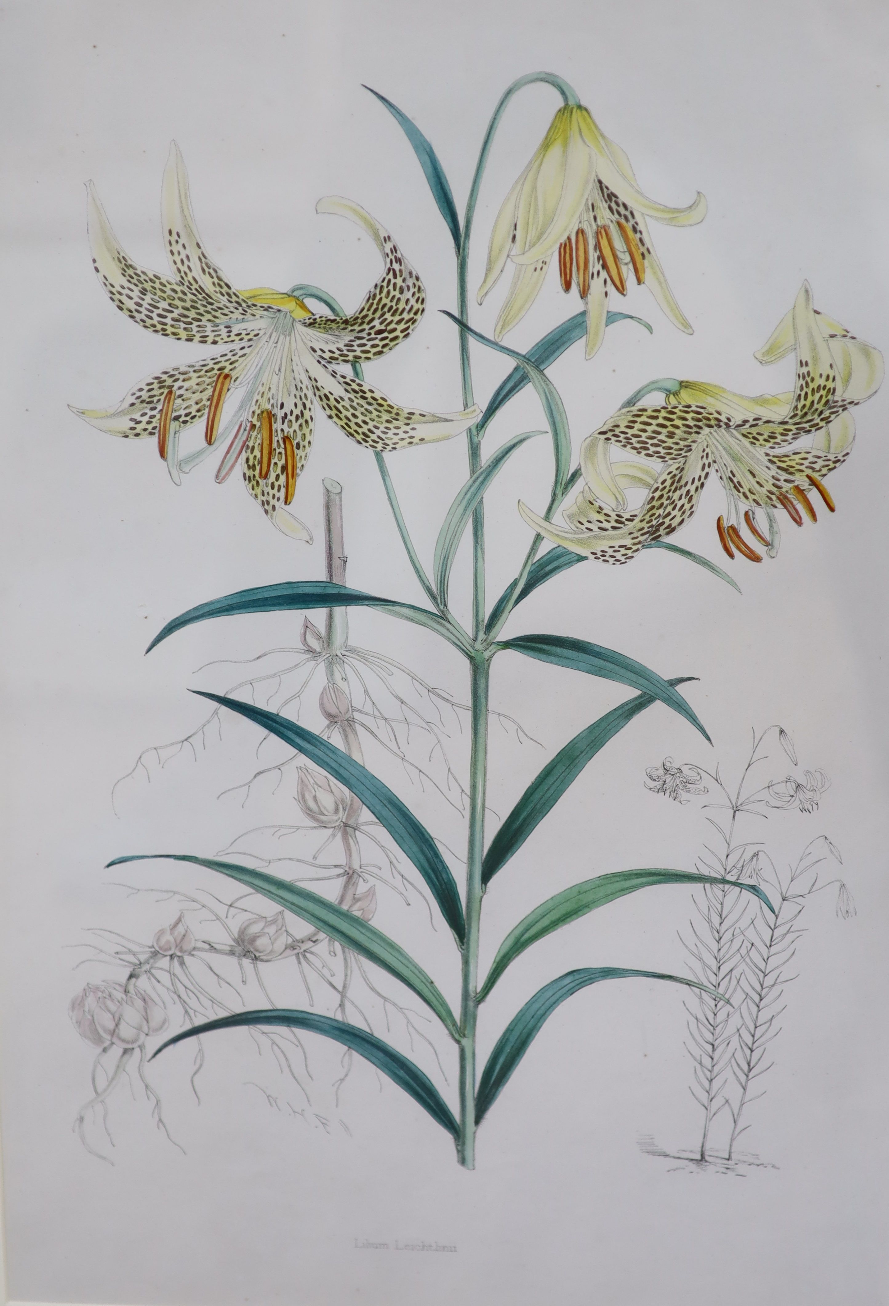 A set of six hand coloured botanical prints of lilies, 53 x 36cm